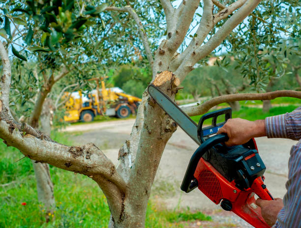 Best Residential Tree Removal  in Lake Butler, FL